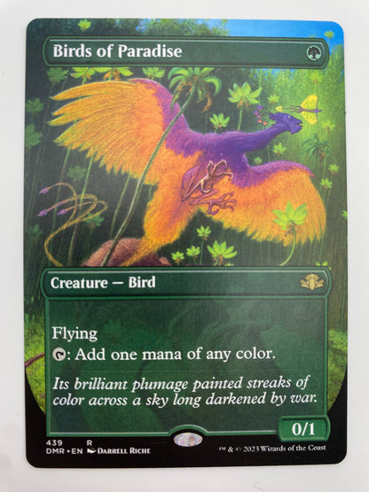 Birds of Paradise Borderless